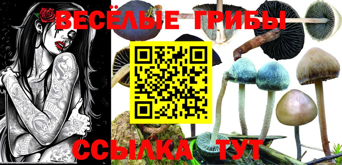 Галлюциногенные грибы GOLDEN TEACHER Камышлов